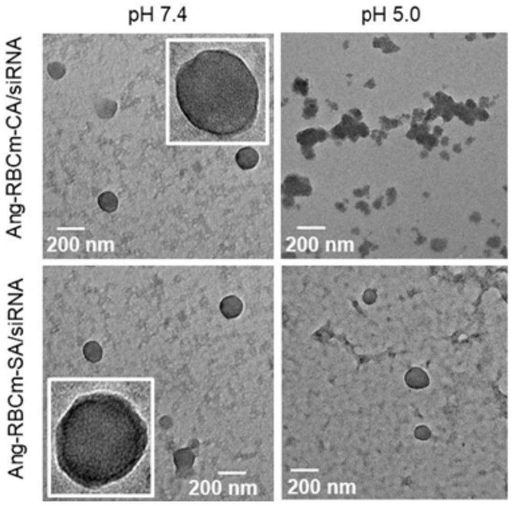 A biomimetic nanocarrier for the treatment of glioma and its preparation method