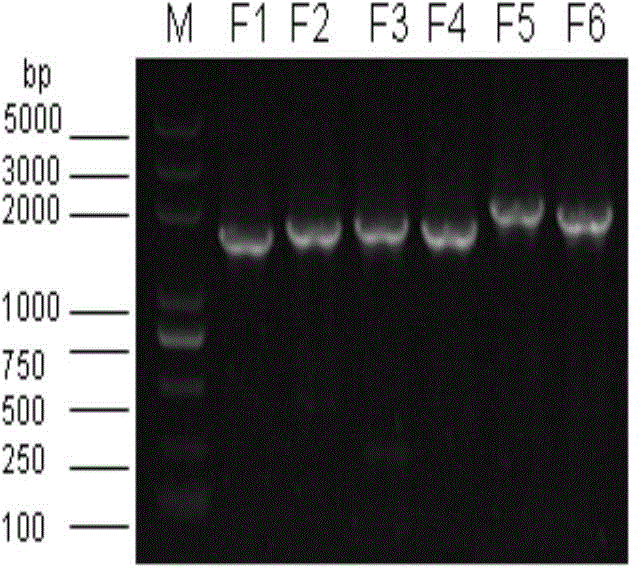 Recombination infectious haematopoietic necrosis virus (rIHNV HLJ-09) strain and construction method and application thereof