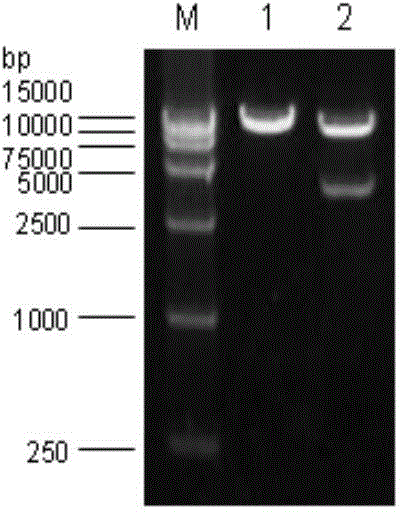 Recombination infectious haematopoietic necrosis virus (rIHNV HLJ-09) strain and construction method and application thereof