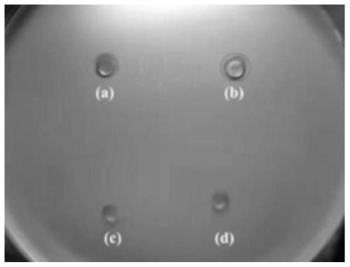 Preparation method of chitosan/polyvinyl alcohol hydrogel dressing