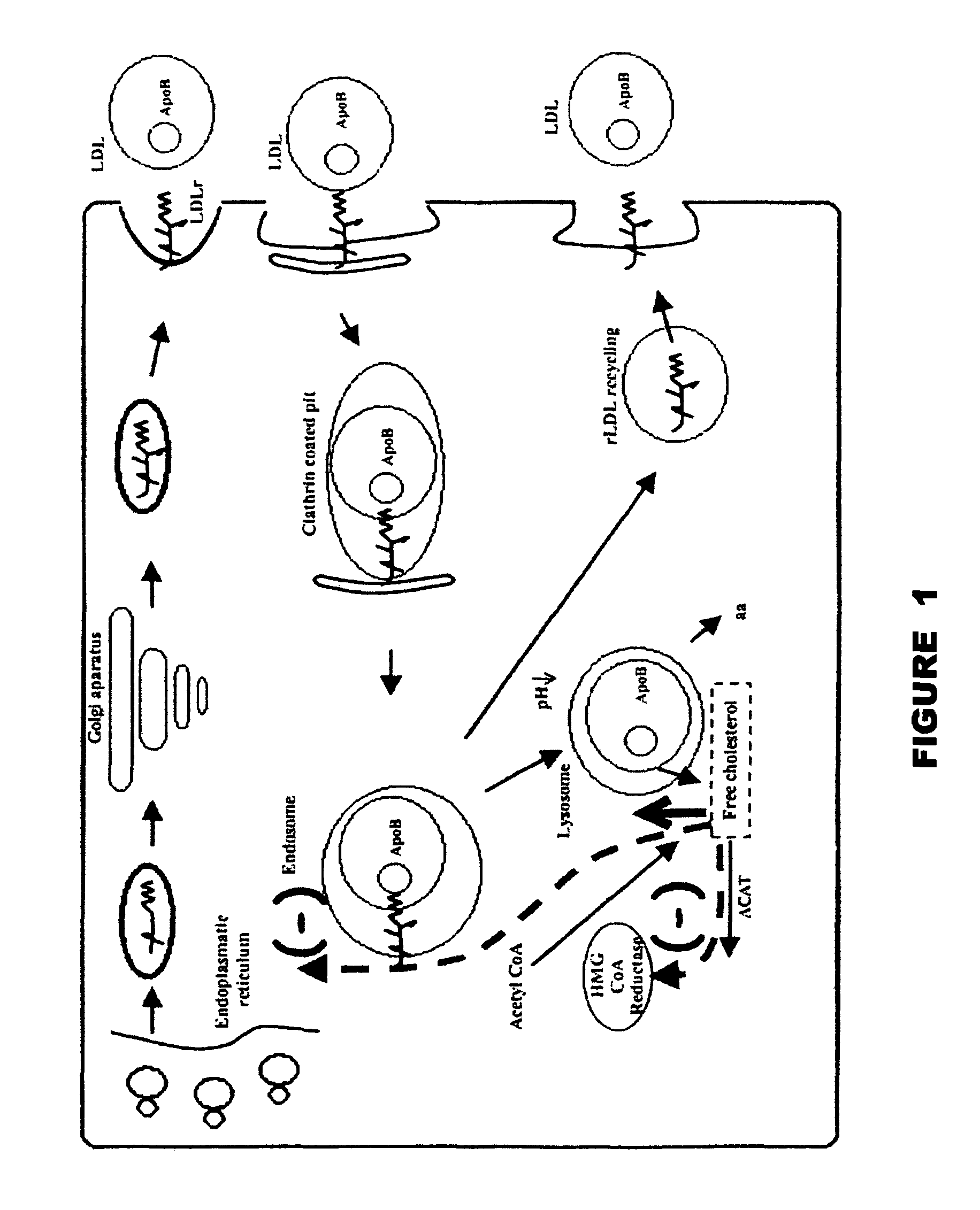 Method and device for the detection of mutations in isolated gene sequences of the low-density lipoprotein receptor (LDL-r) which is associated with familial hypercholesterolemia