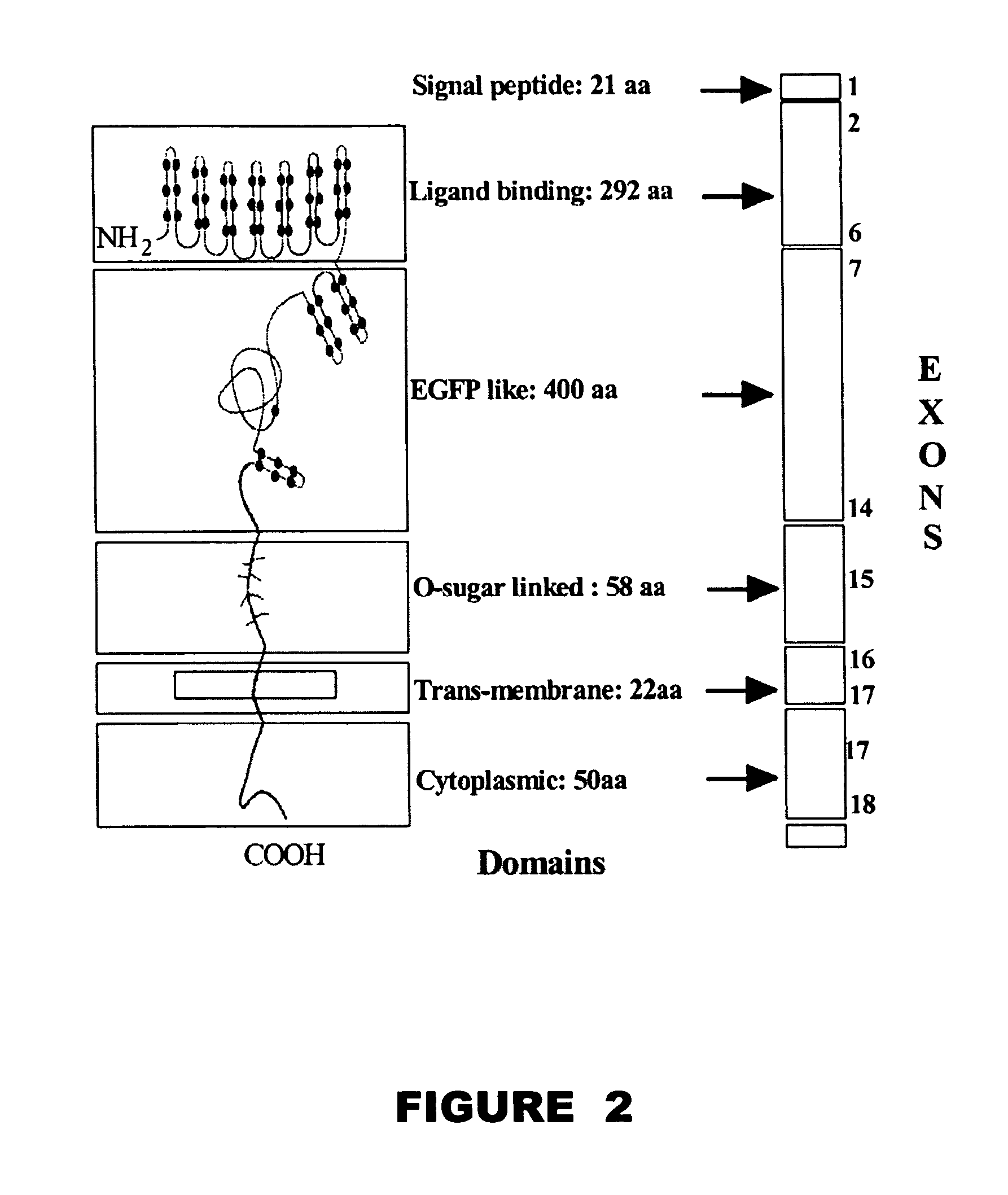 Method and device for the detection of mutations in isolated gene sequences of the low-density lipoprotein receptor (LDL-r) which is associated with familial hypercholesterolemia