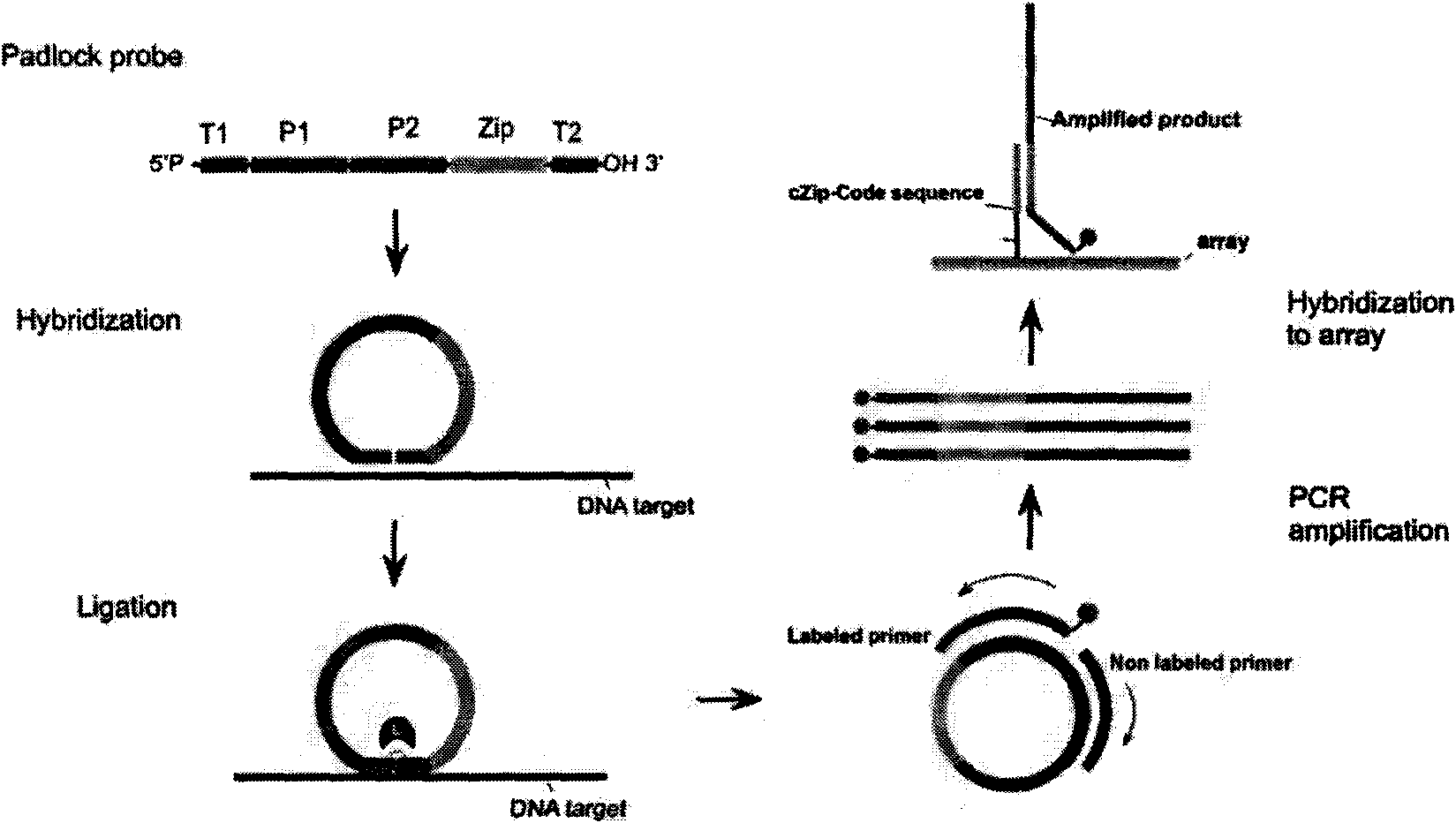 Padlock probe for detecting erwinia amylovora and Asian erwinia amylovora and multiple detection method