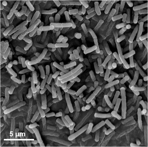 Clostridium sporogenes with function of synchronously producing hydrogen by fermentation and methylating anaerobic arsenic and application of clostridium sporogenes