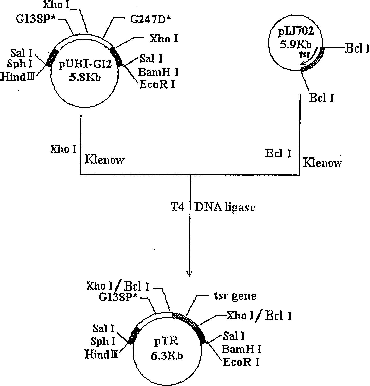 Gene engineering strain M1033WZ expression M1033GI mutation enzyme GIG138P and construction method thereof