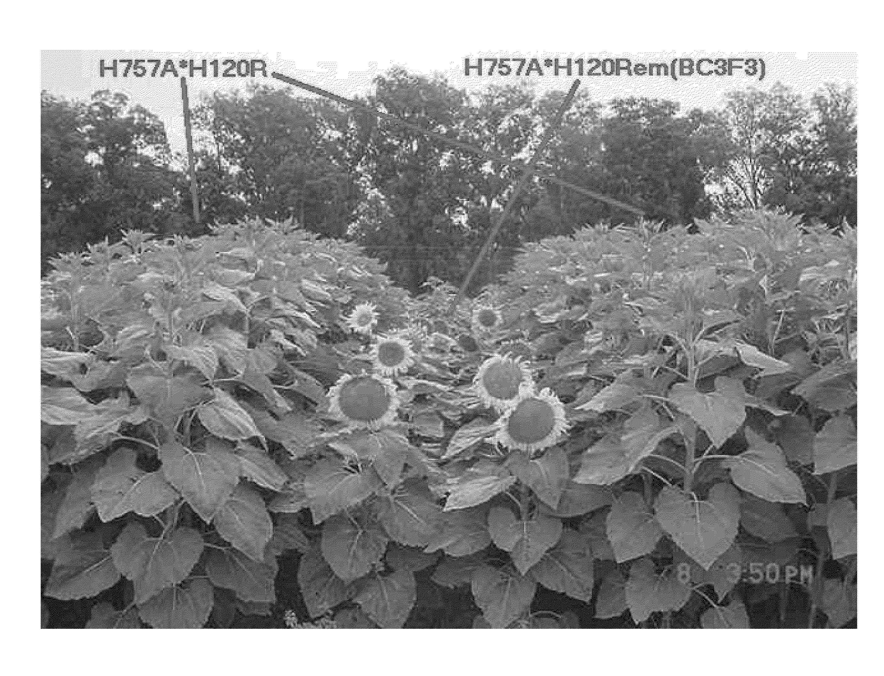 Dominant earliness mutation and gene in sunflower (helianthus annuus)