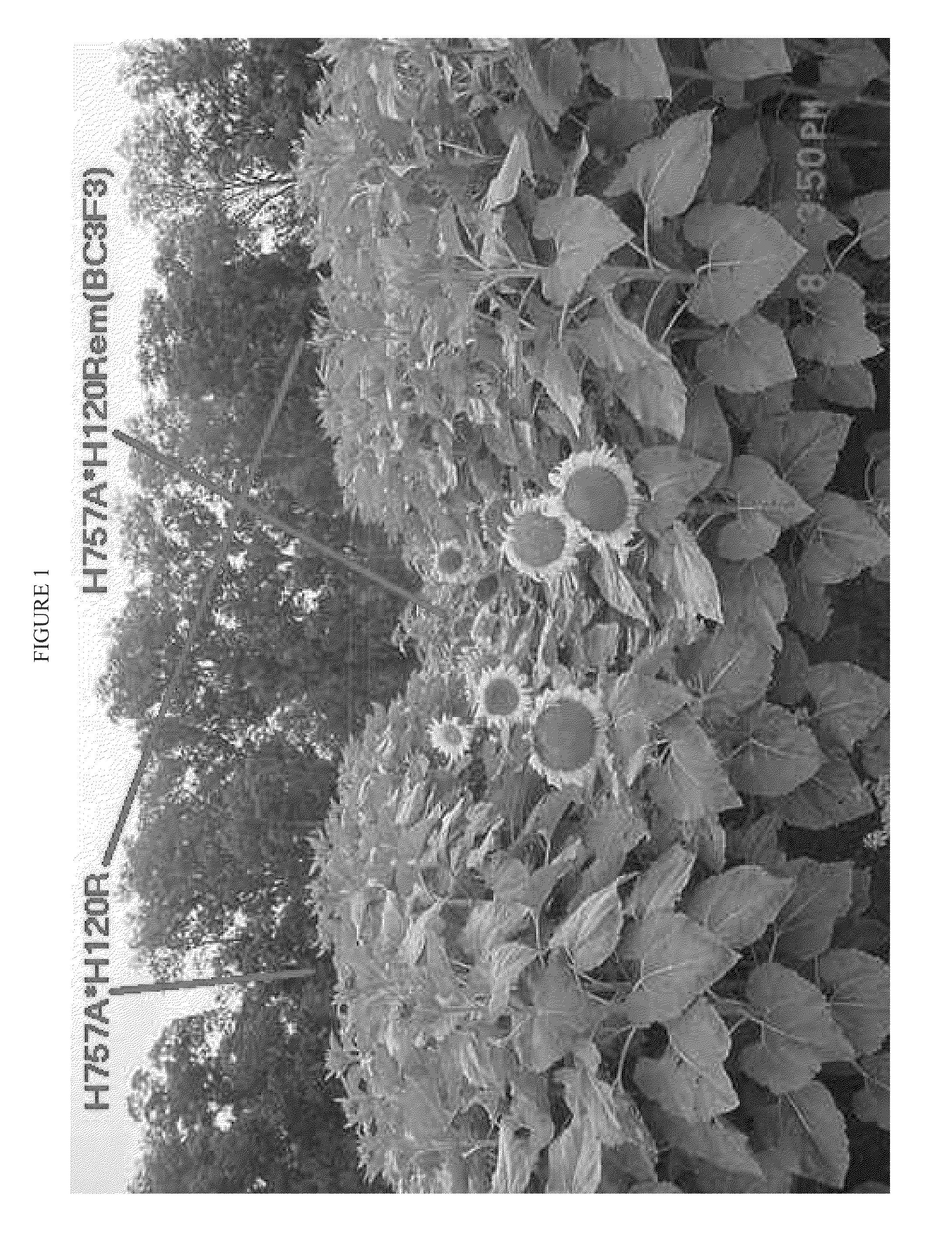 Dominant earliness mutation and gene in sunflower (helianthus annuus)