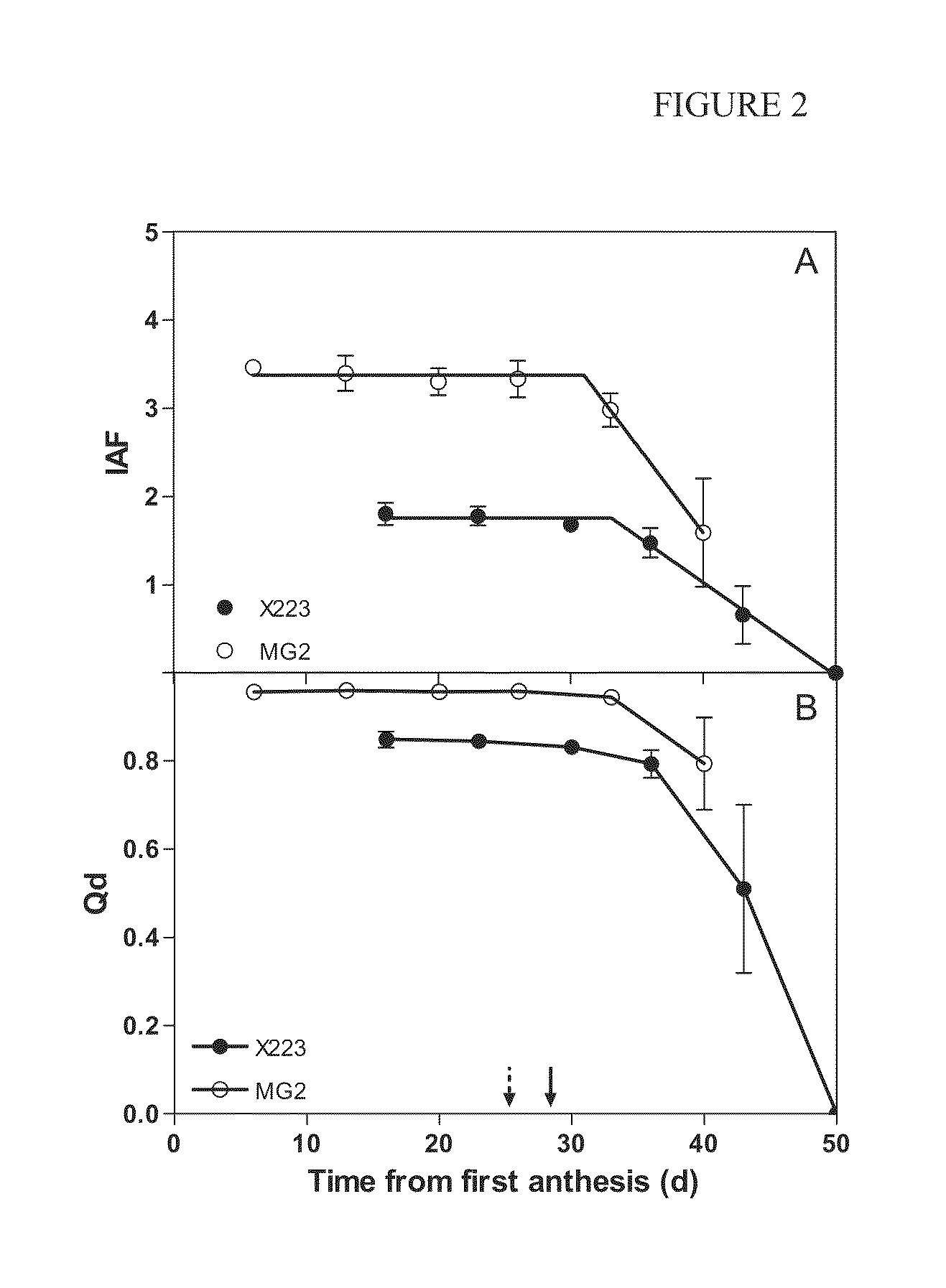 Dominant earliness mutation and gene in sunflower (helianthus annuus)