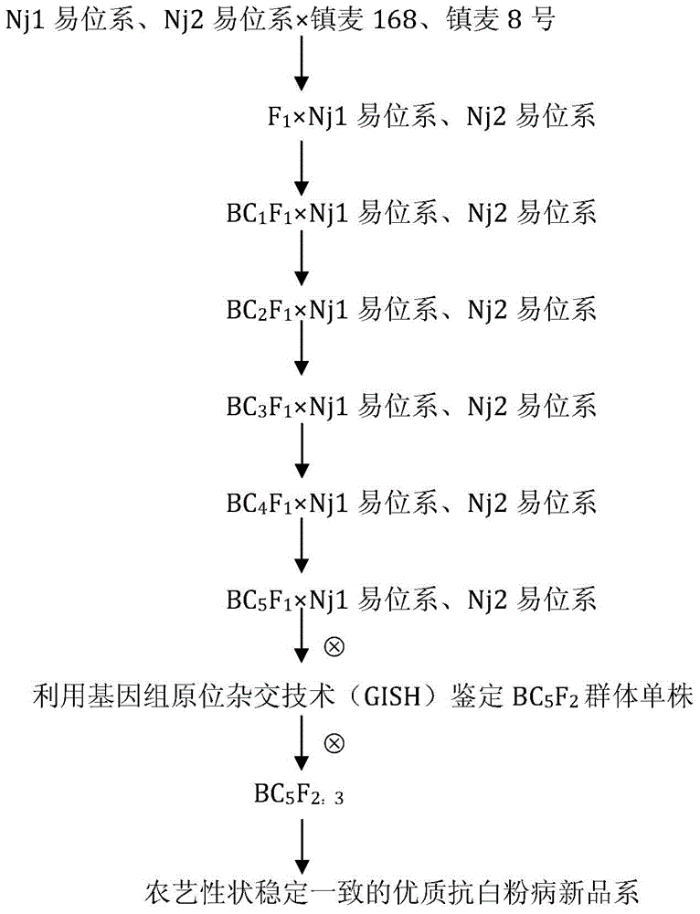 Creation method for dasypyrum villosum-based high-quality powdery mildew-resistant breeding element