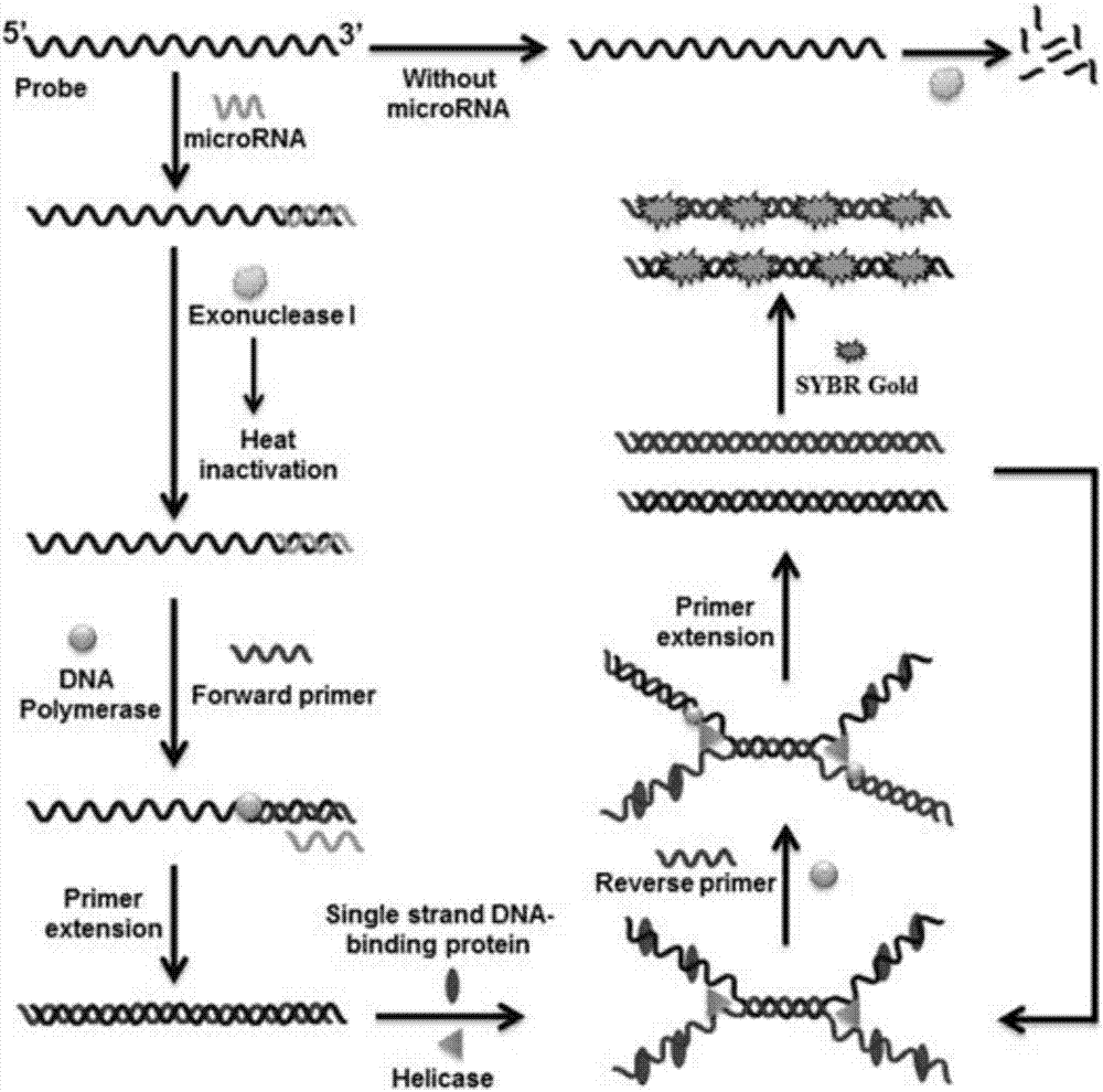 Helicase-dependent isothermal DNA amplification-based method for detecting microRNA