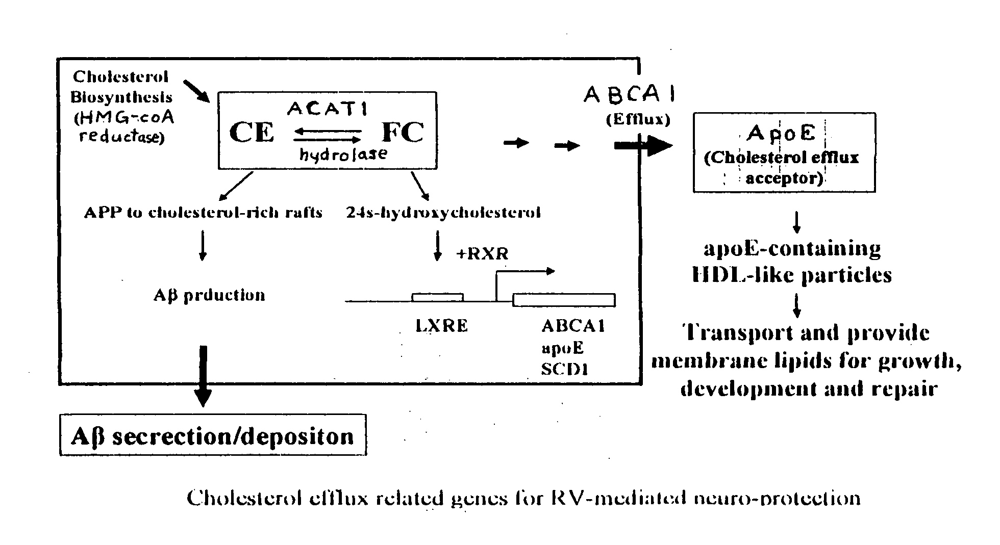 Method for prevention and treatment of Alzheimers