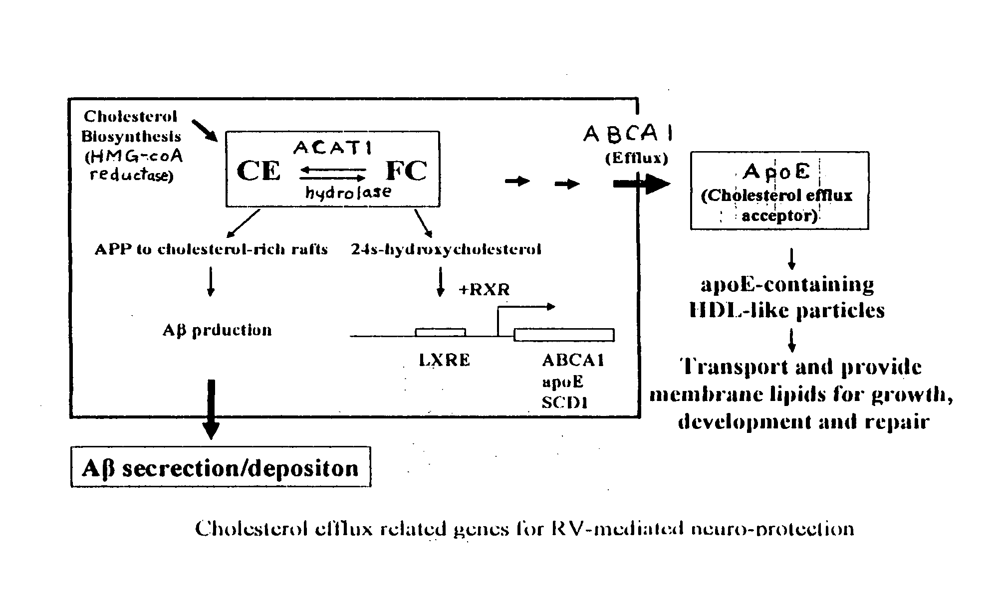 Method for prevention and treatment of Alzheimers