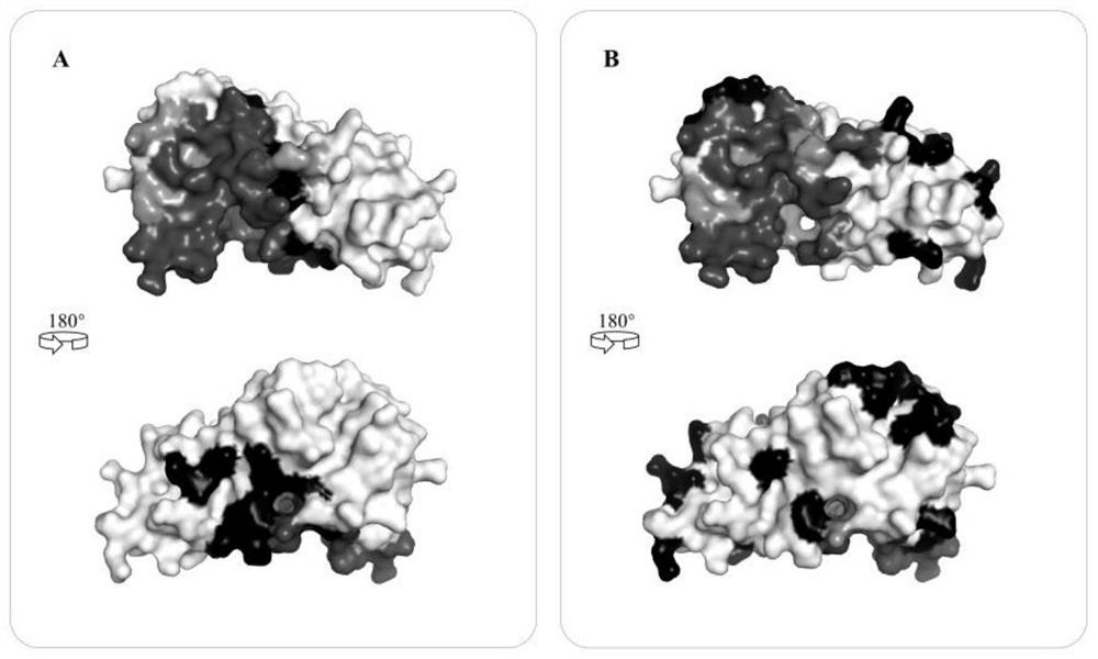 Protein-protein interaction site prediction method based on deep map convolutional network