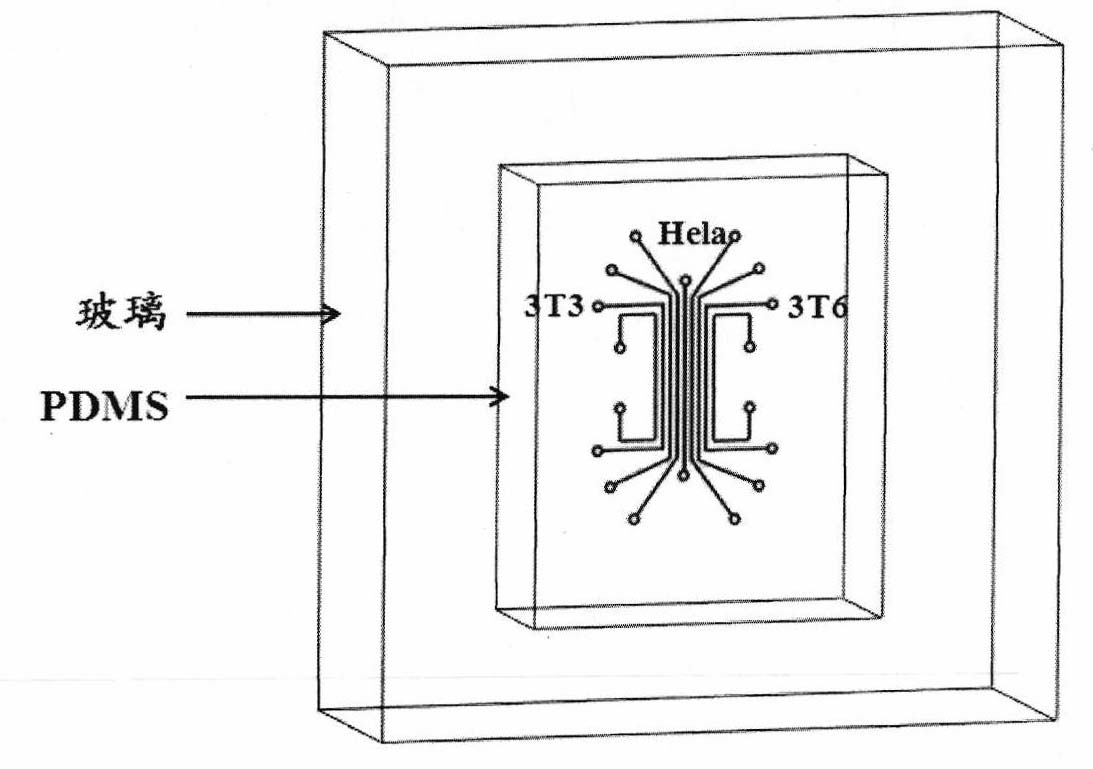 Device for controlling interaction of various cells as well as preparation method and application thereof