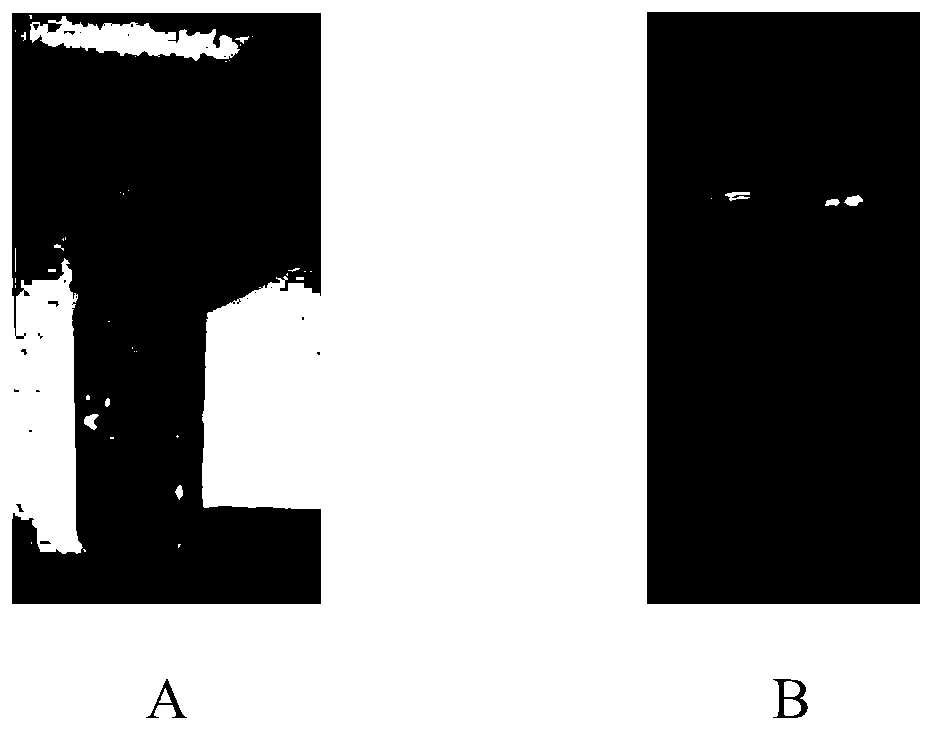 High-conductivity, stretchable, compressible and repairable zwitterionic gel polymer electrolyte as well as preparation and application thereof