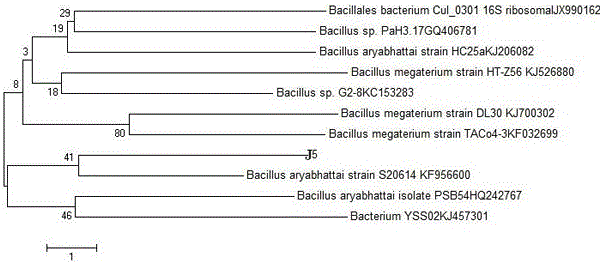 Bacillus aryabhattai J5 and application thereof