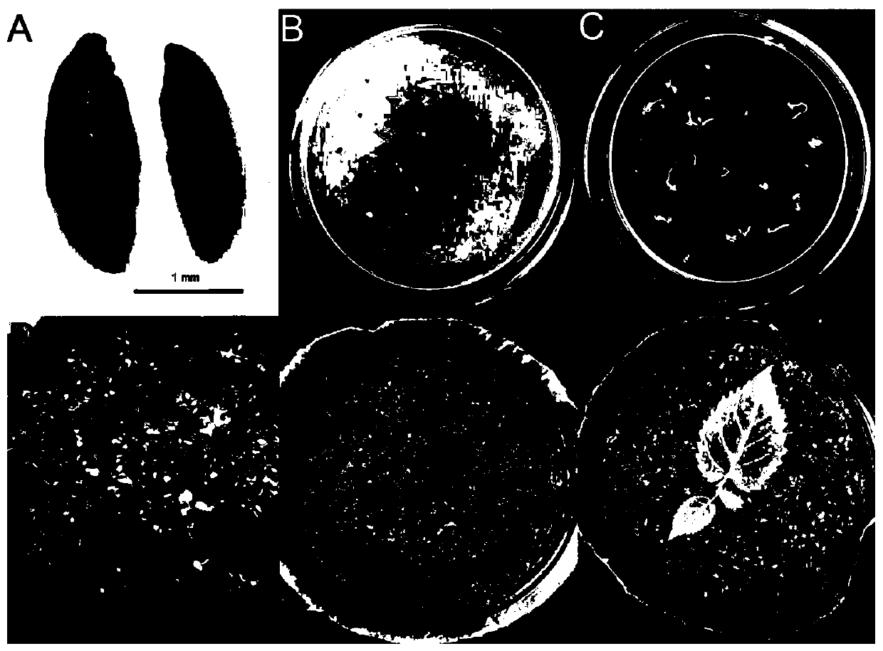 Method for obtaining seedlings of Actinidia kolomikta