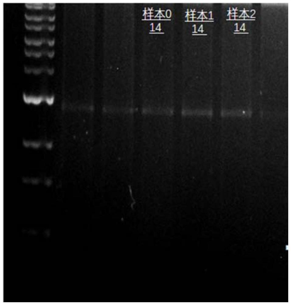 Primer, kit and analysis method for ADTKD gene mutation detection