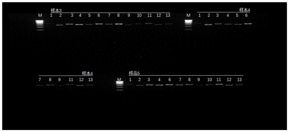 Primer, kit and analysis method for ADTKD gene mutation detection