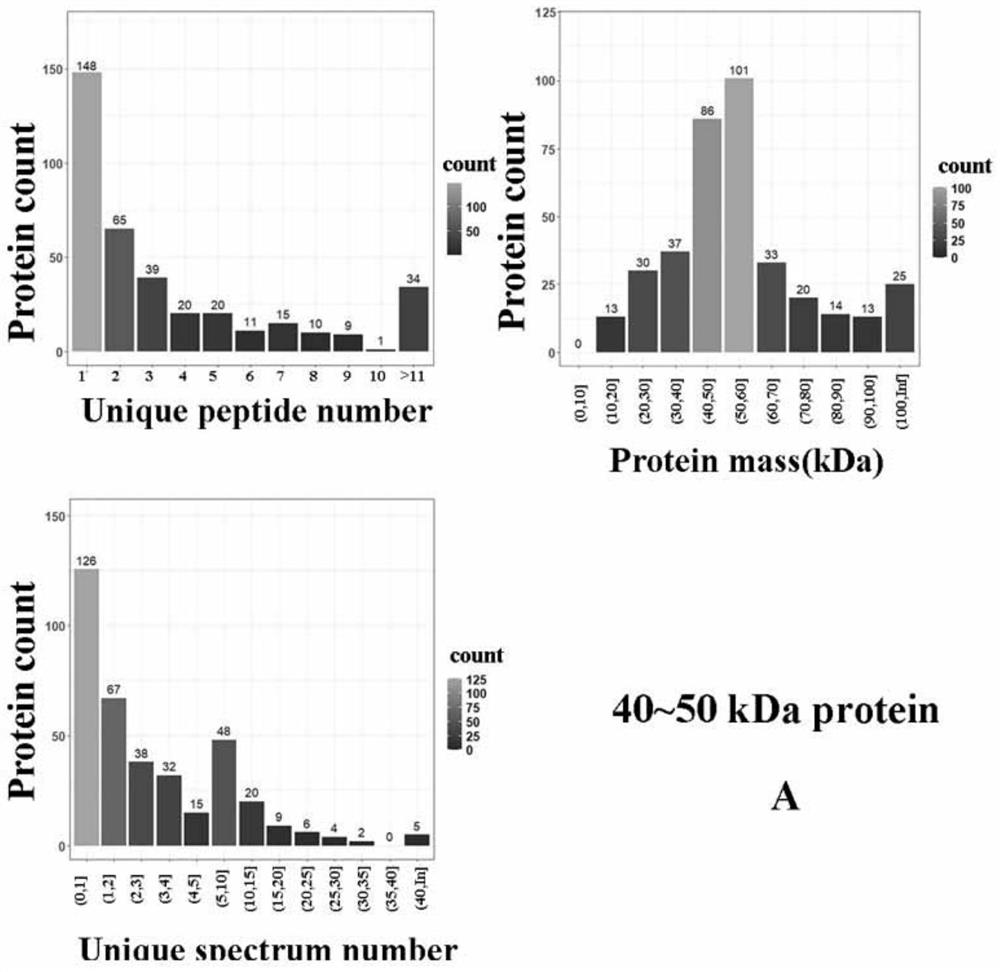 Extraction method of China-hemp seed storage protein