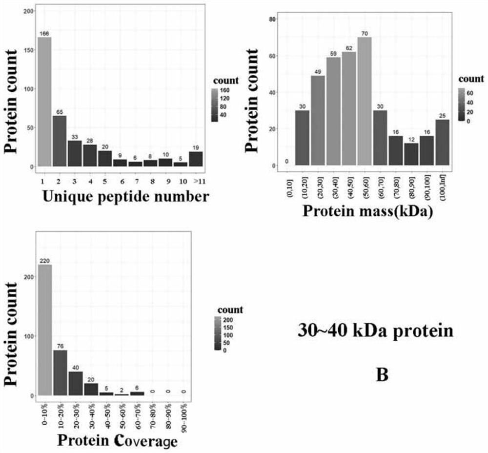 Extraction method of China-hemp seed storage protein