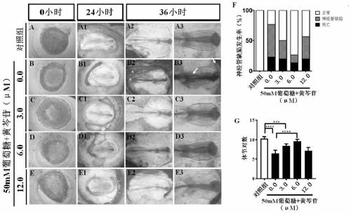 Application of baicalin in the preparation of drugs for preventing neural tube defects in fetuses with gestational diabetes mellitus