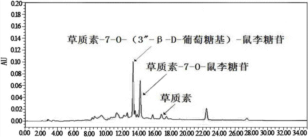 Method for extracting herbacetin from rhodiola rosea