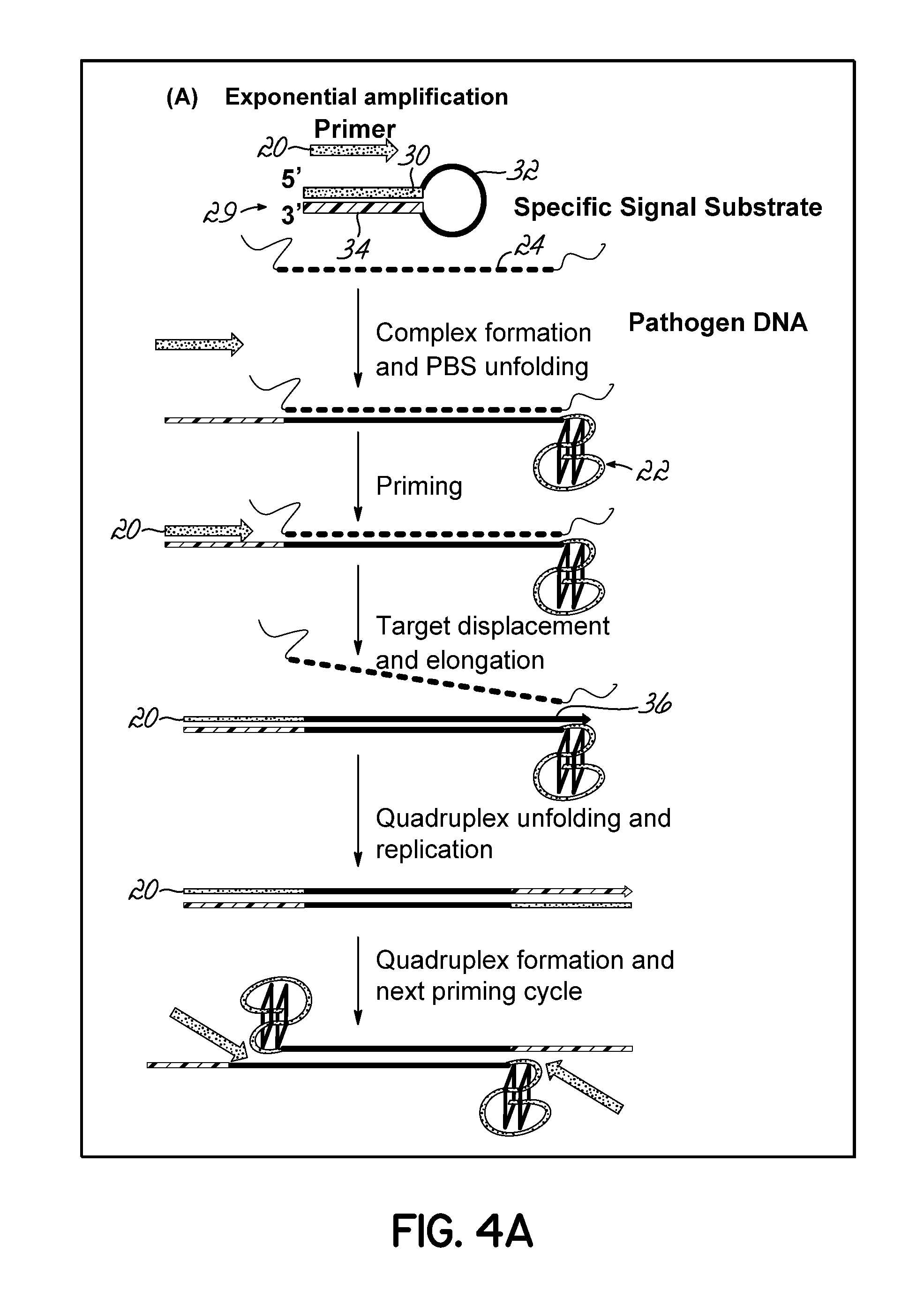 Isothermal Amplification of Nucleic Acid