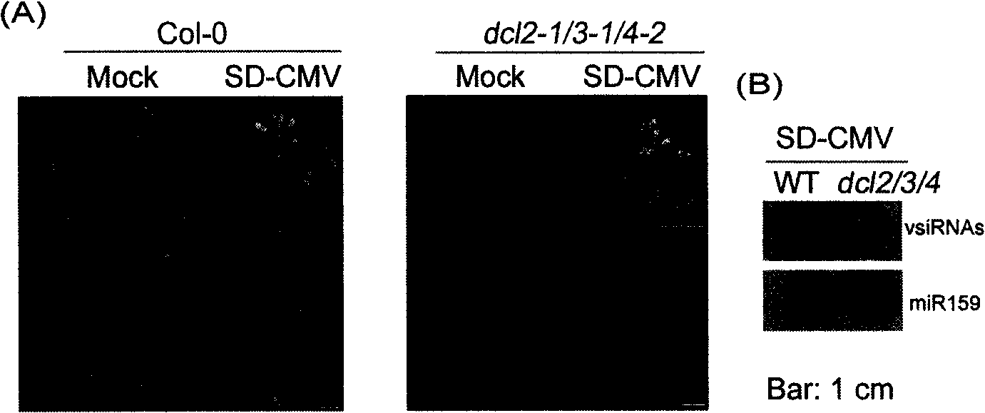 RNA induced silencing complex mediated shearing site and uses thereof