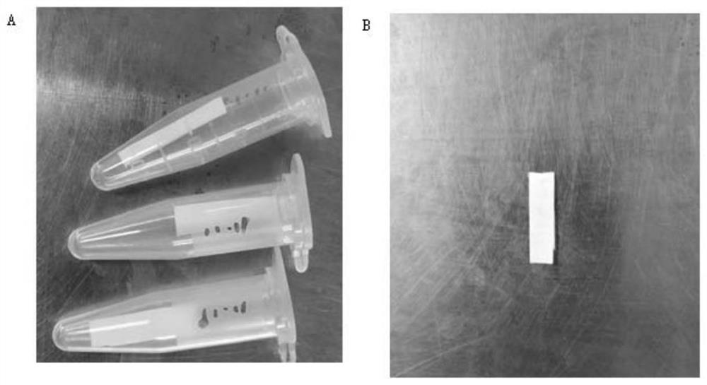 Biological indicator for monitoring sterilization effect and preparation method thereof