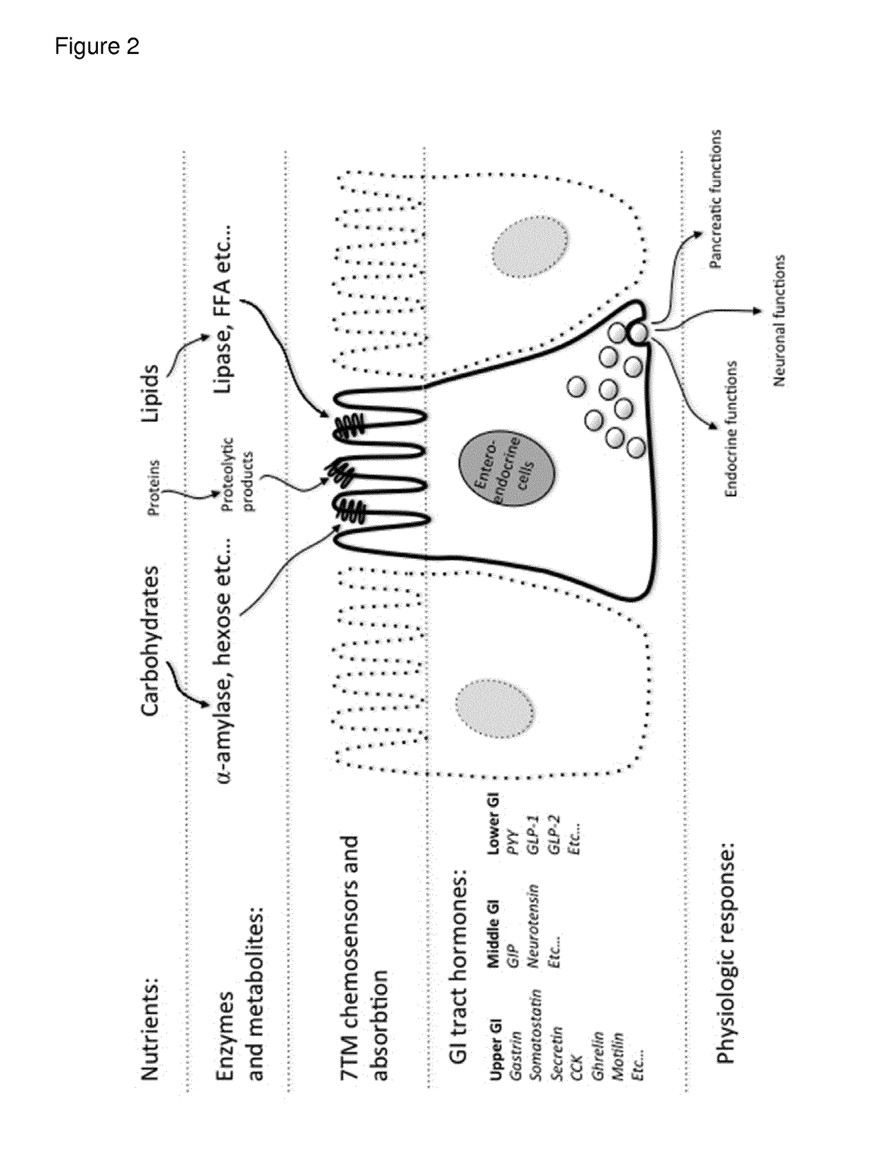 Modified release composition of orlistat and acarbose for the treatment of obesity and related metabolic disorders