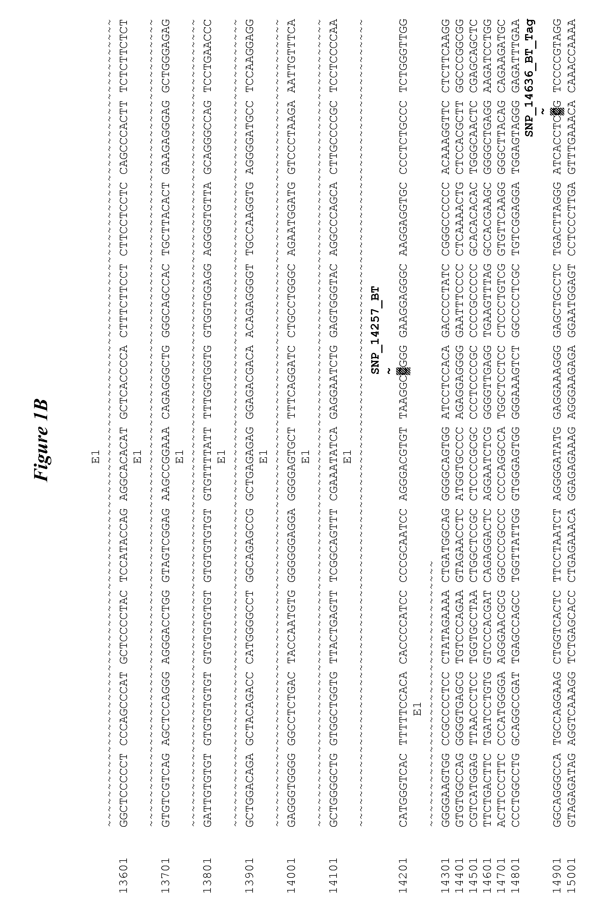 Stat6 effects on livestock animal growth