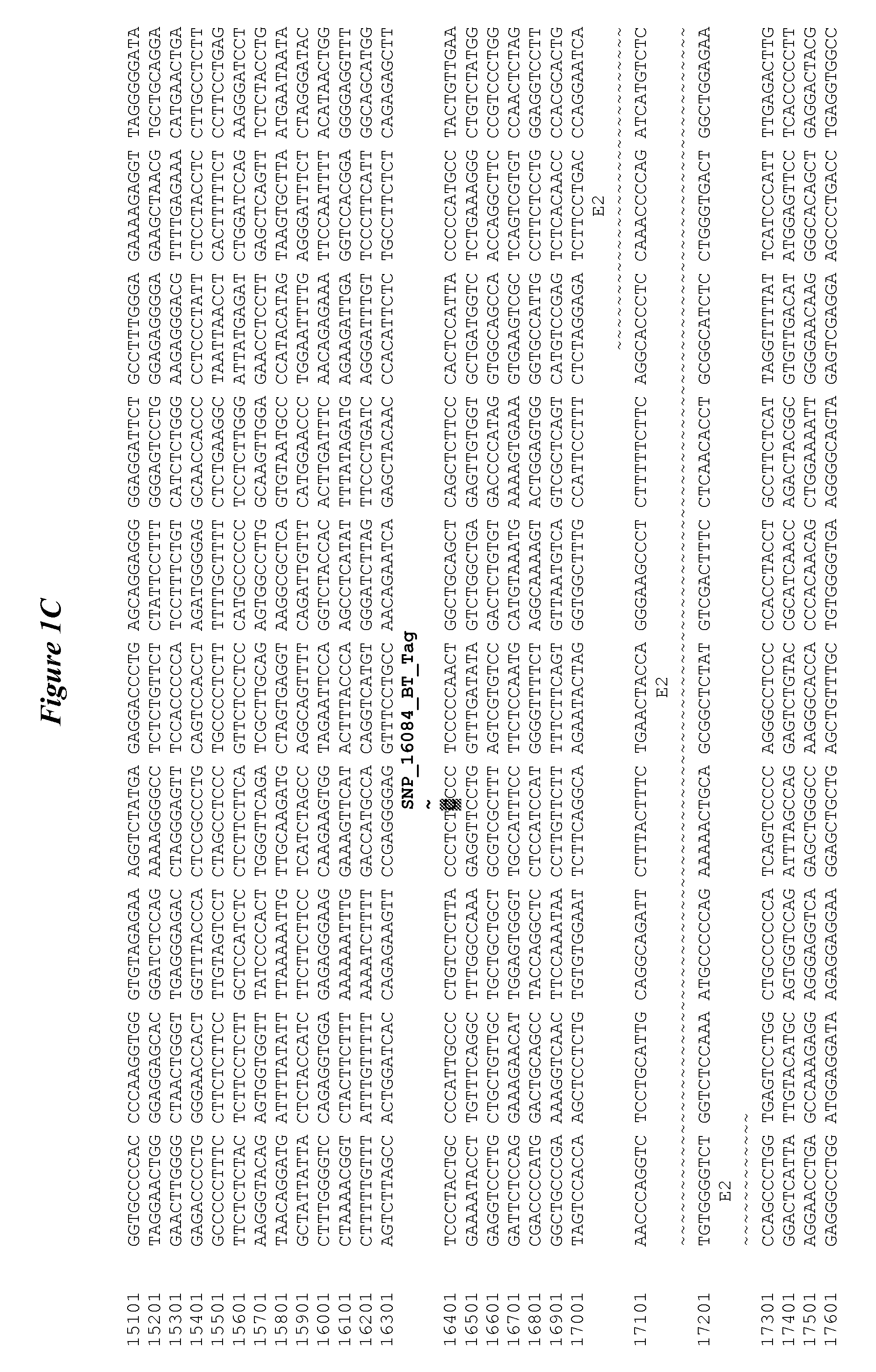 Stat6 effects on livestock animal growth