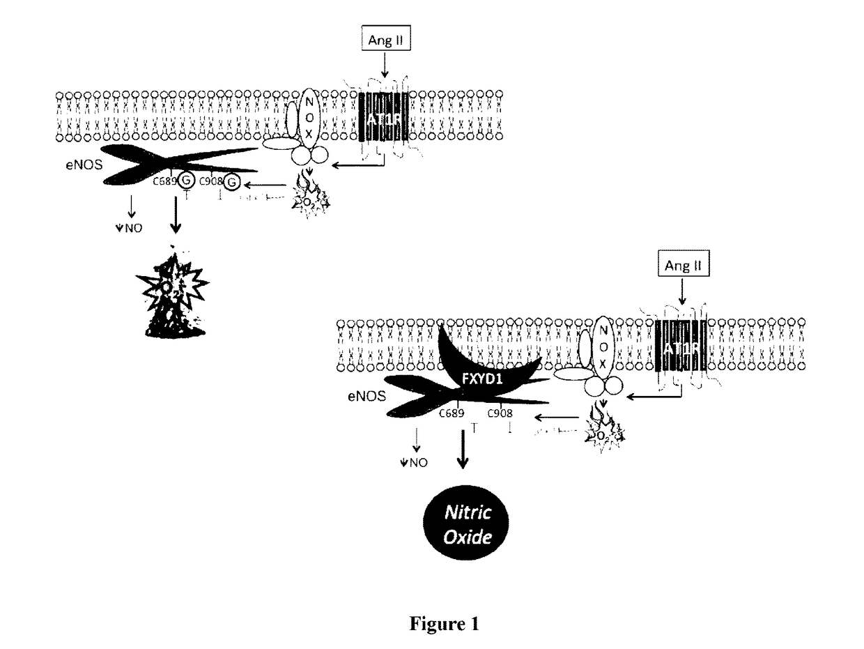 Methods for treatment and prevention of vascular disease