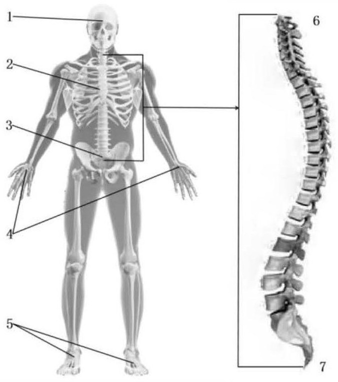 Digital twinborn body construction method of human skeleton