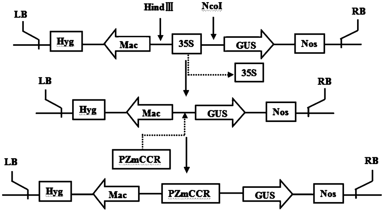 Maize Vegetative Organ Specific Promoter and Its Application