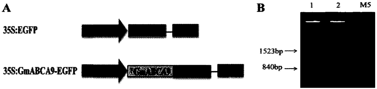 Soybean lipid transporter gene GmABCA9 and application thereof