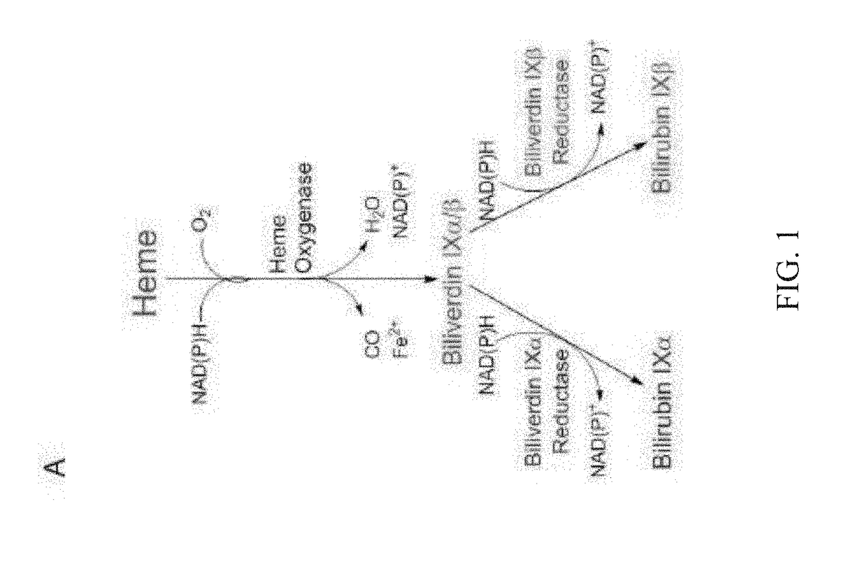 Methods for increasing platelet count by inhibiting biliverdin ixbeta reductase