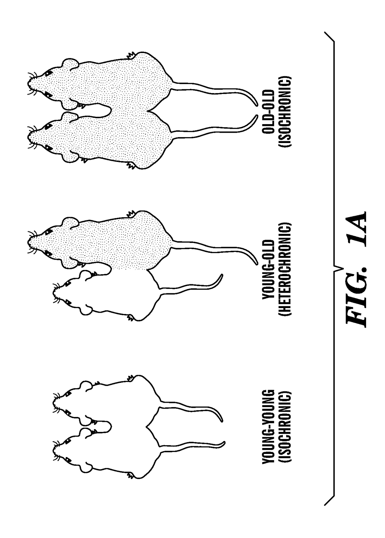 Ccr3 modulation in the treatment of aging-associated impairments, and compositions for practicing the same