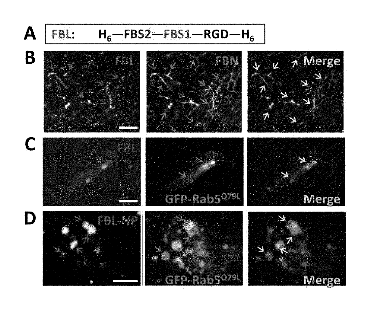 Multivalent fibronectin-integrin binding compositions and methods of use thereof