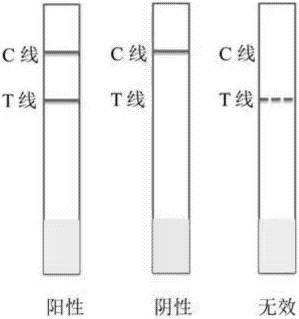 A colloidal gold test strip for detecting toxoplasma gondii antibody