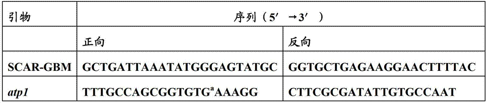 Usage of molecular marker for identifying gender of gingo