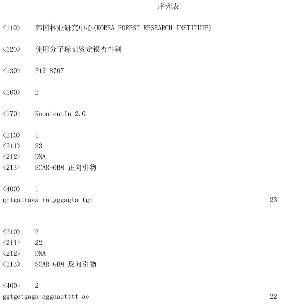 Usage of molecular marker for identifying gender of gingo