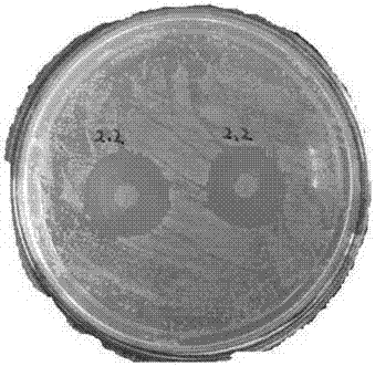 A kind of biological antidiarrheal agent for pigs and its preparation method and application