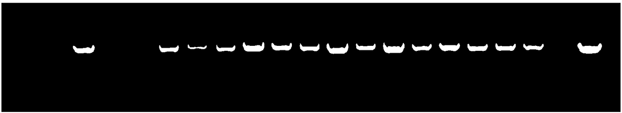 Genetic transformation method for populus