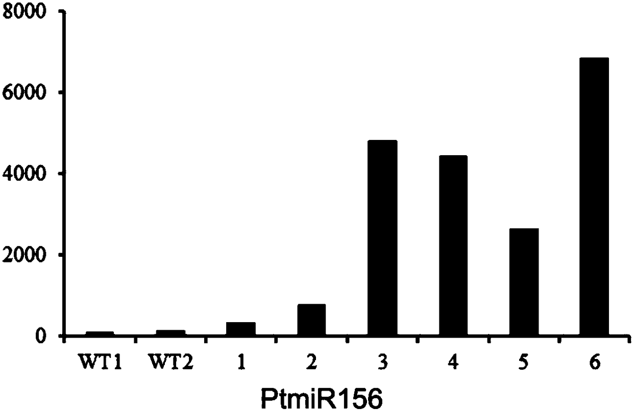 Genetic transformation method for populus