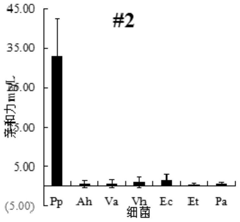 Pseudomonas plecoglossicida aptamers and screening method therefor