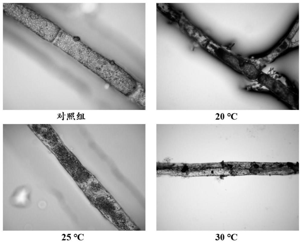 Complex plant extracts, compositions and methods of use for controlling the growth of Clado algae