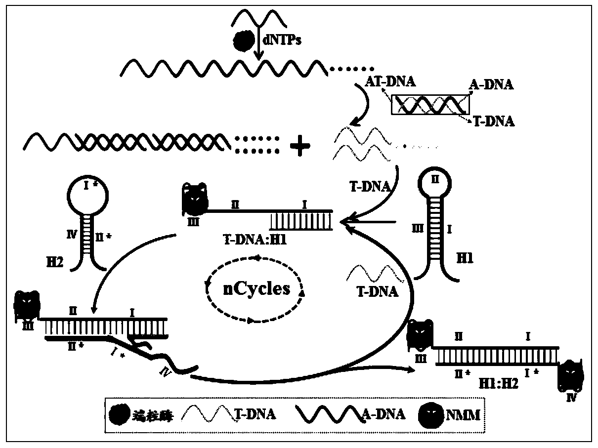 A method for homogeneous non-standard detection of telomerase activity based on triple amplification technology