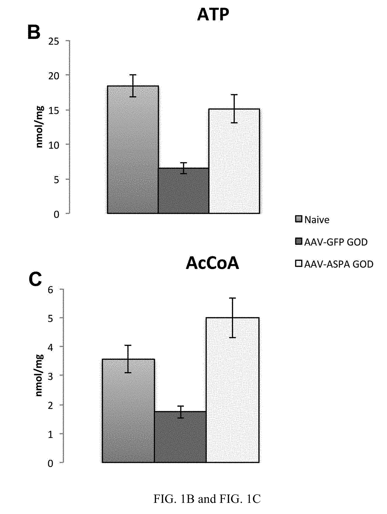 Metabolic therapy for oxidative stress in the brain through targeted neuronal catabolism of n-acetyl-aspartic acid